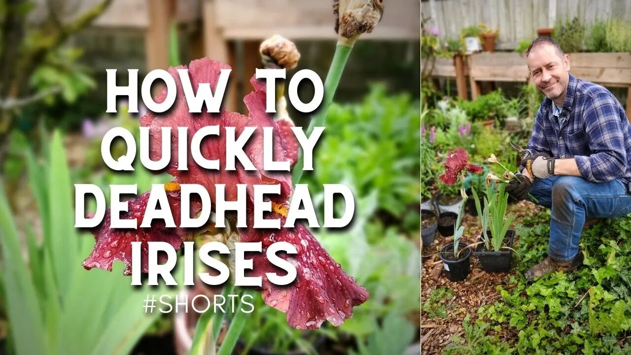 😮How To Quickly Deadhead Irises - #Shorts
