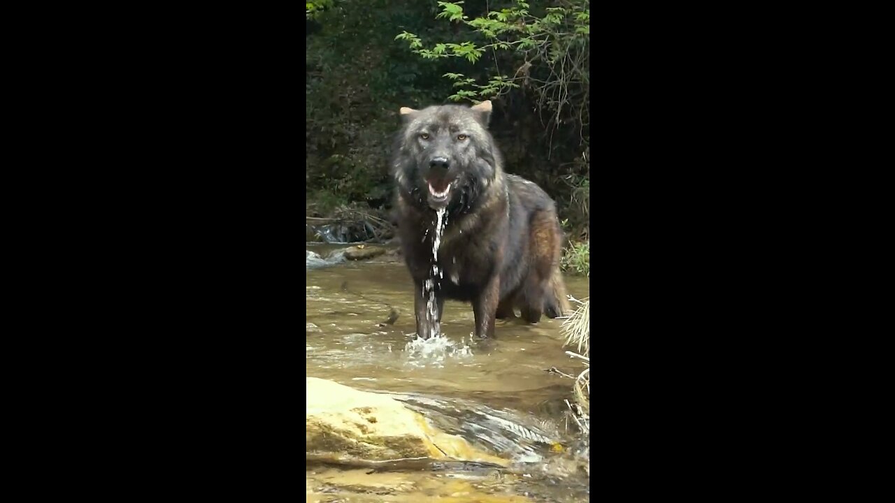 Alpha wolf ready to hunt #motivation #alpha