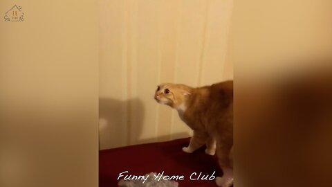 Oscar For Animals 2