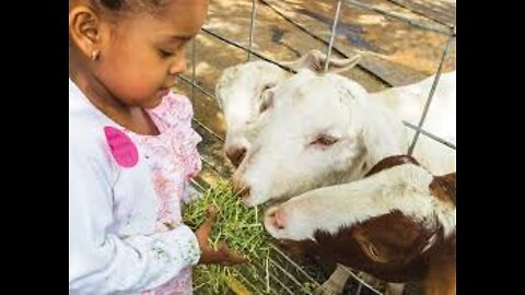 Kids and Babies Feeding Animals at Zoo | Funny Compilation