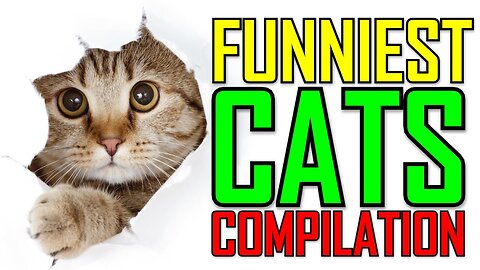 Cats Are So Funny You Will Die From Laughing!!!