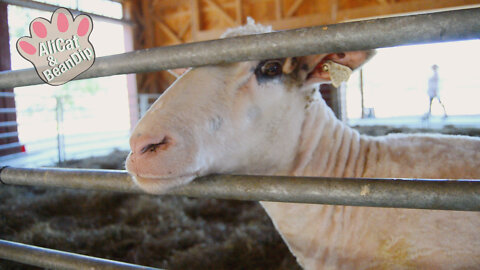 Funny farm animals