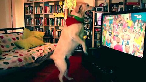Dog celebrating his team’s goal! 😅🐶