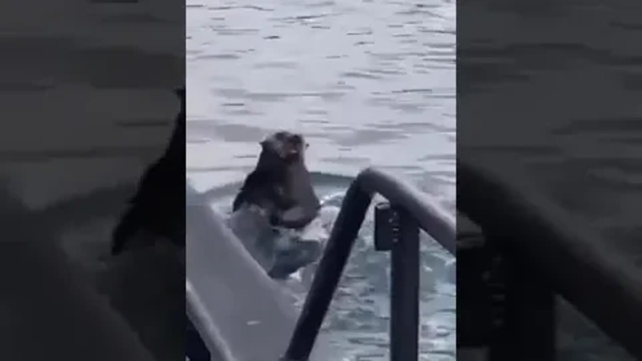 the orca coming