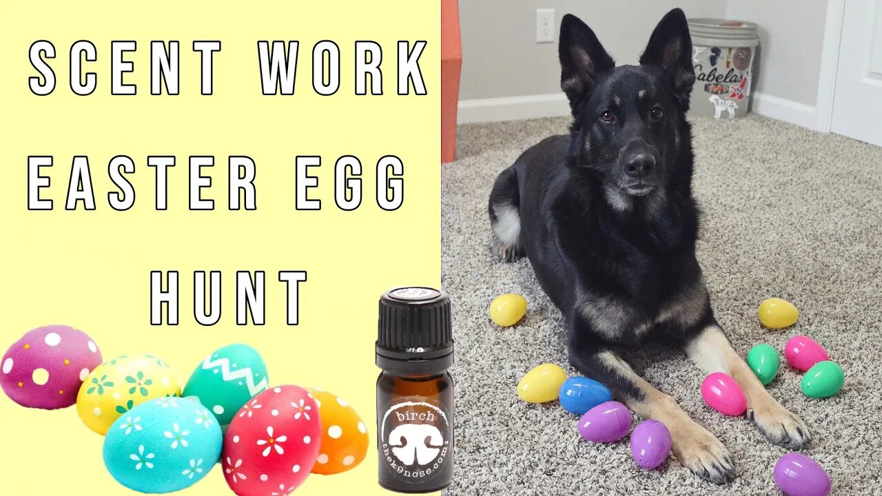 Scent Work - Easter Egg Hunt For Dogs - K9 Nose Work