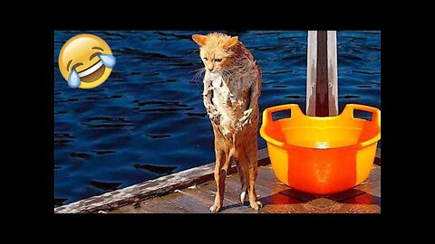 Funniest Cats And Dogs Videos