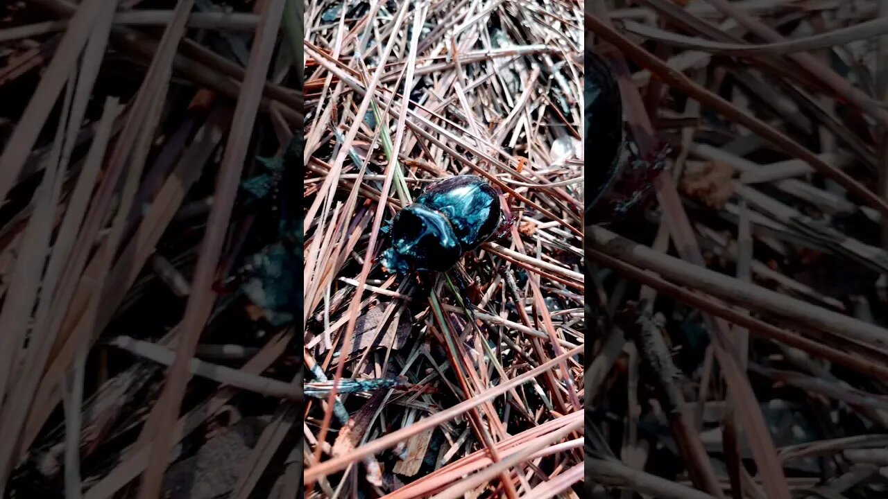 What is this exploring beetle?