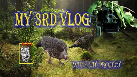 My 3rd Vlog #wildcatproject #wildlife #trailcamera