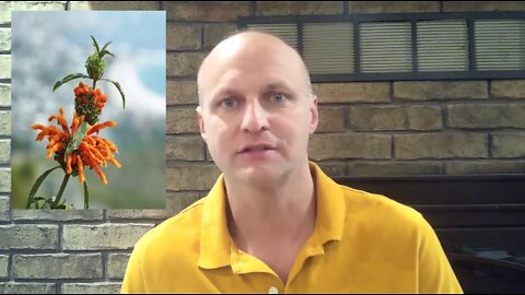 KLIP DAGGA (A PLANT) — AMAZING FOR PAIN RELIEF AND MUCH MORE…