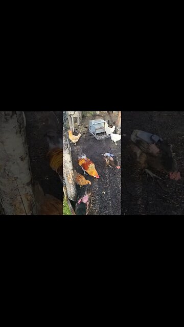 Good Morning Chicks #chickens #chickenshorts #chickenlife