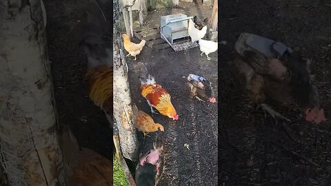 Good Morning Chicks #chickens #chickenshorts #chickenlife