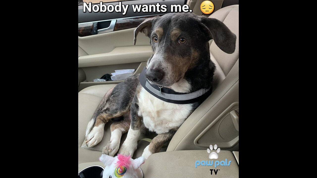 Paw Pals TV: Nobody Wants Bandit