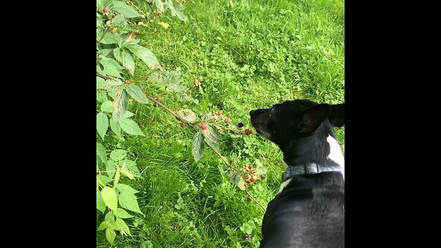 Raspberry eating ratty