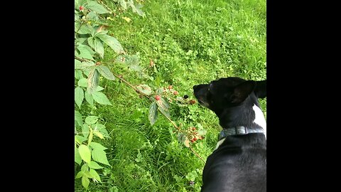 Raspberry eating ratty