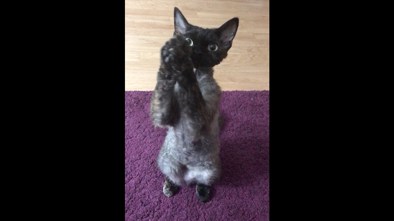 Adorable Kitty Begs With Her Cute Little Paws