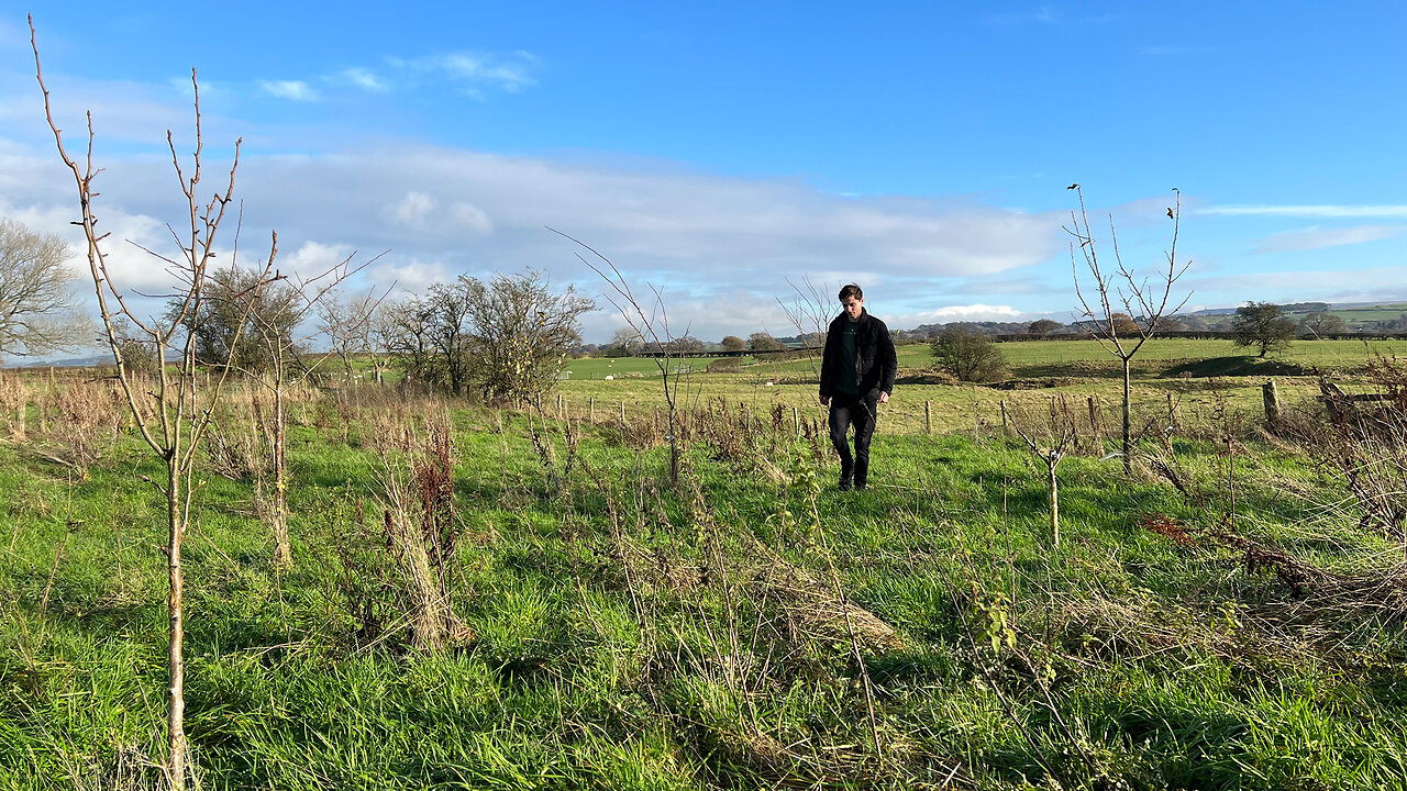 Turning An Empty Field Into A Food Forest (2 YEARS LATER)