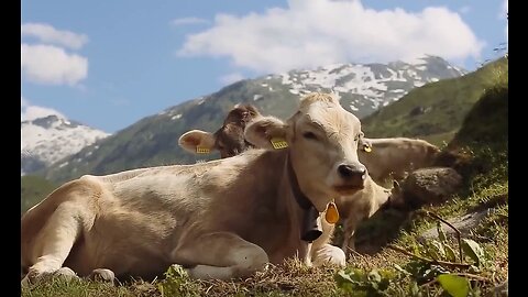 COW VIDEO 🐮🐄 COWS MOOING AND GRAZING IN A FIELD 🐄🐮