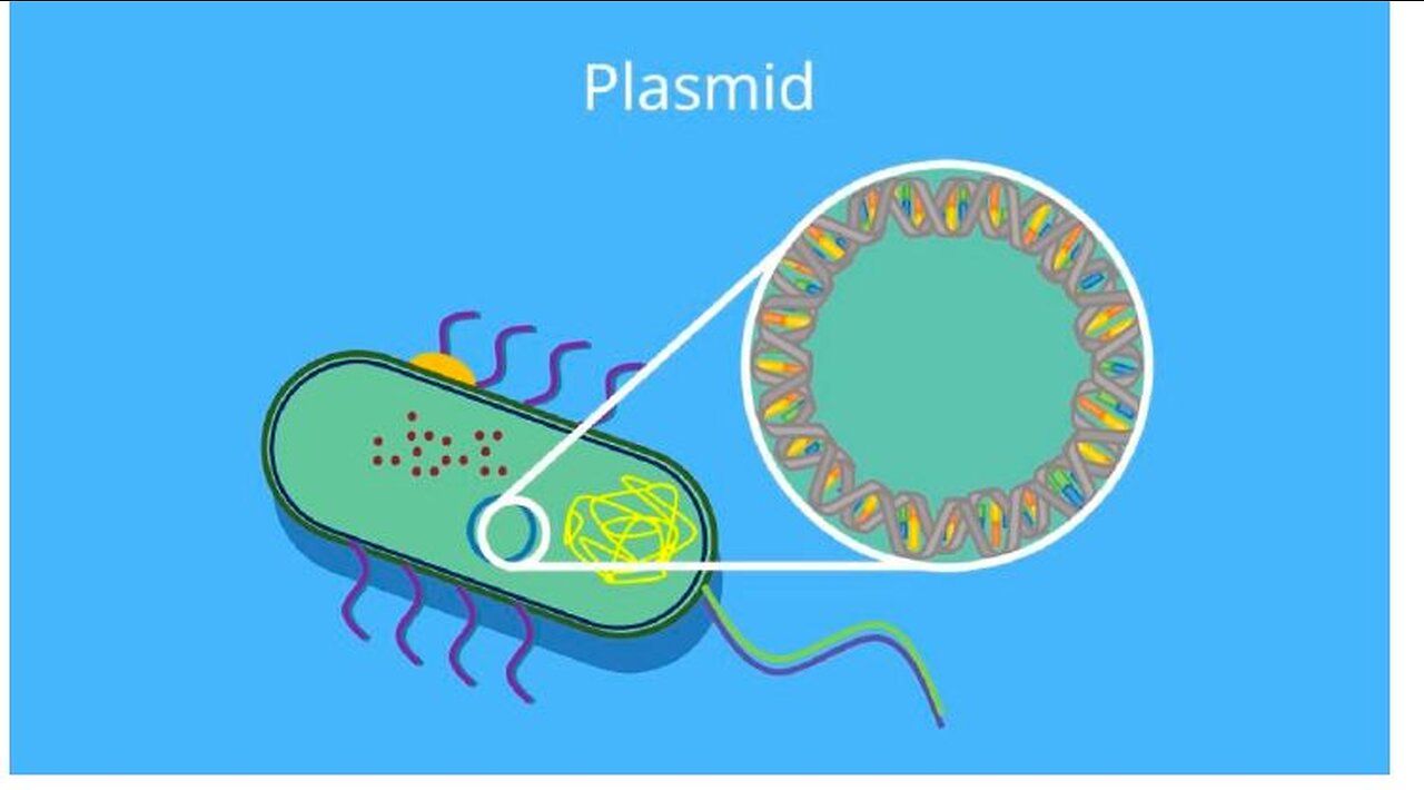 Brisant! Plasmid DNA Kontamination im C-Impfstoff