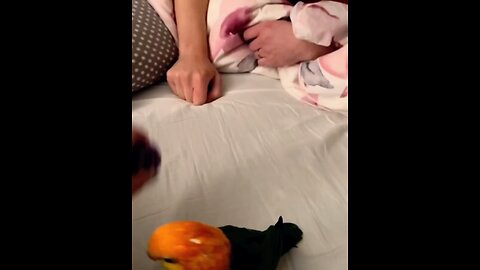 Little parrot doing naughty Act 🦜