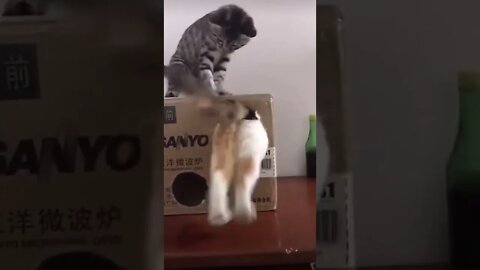 Funny Cat 🐈🐱❤️#shorts #viralvideo #cat #cats #catvideos #catstagram #funny