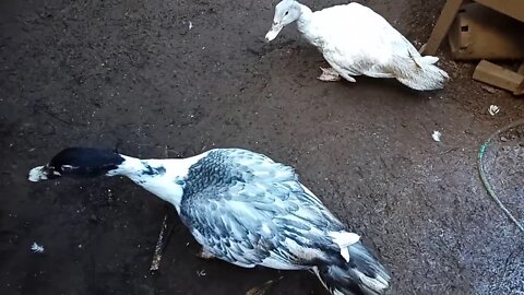 Lucky and Charlie, the Muscovy Ducklings are now 3 months old 28/06/2020 ( Video 17 )