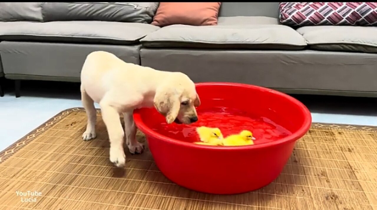 Labrador Retriever Puppy Reacts to Duckling Bathing in the Pool(So Funny!!)