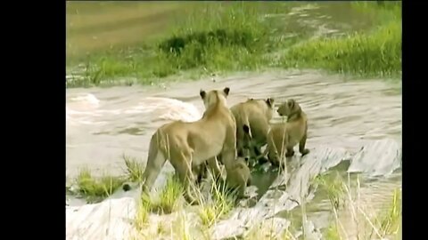 How to crossing River Lion and Lion four babies.....?2022 ||