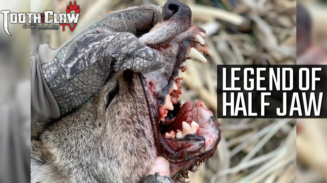 Legend Of Half Jaw - Coyote Hunting