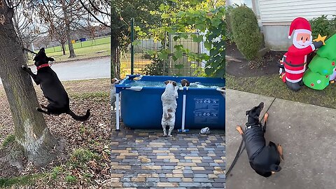 Dogs Doing Funny Things 😂 Best of August 2023