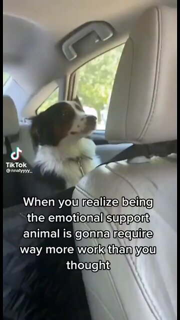 Dog having a freak-out