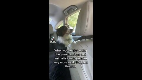 Dog having a freak-out