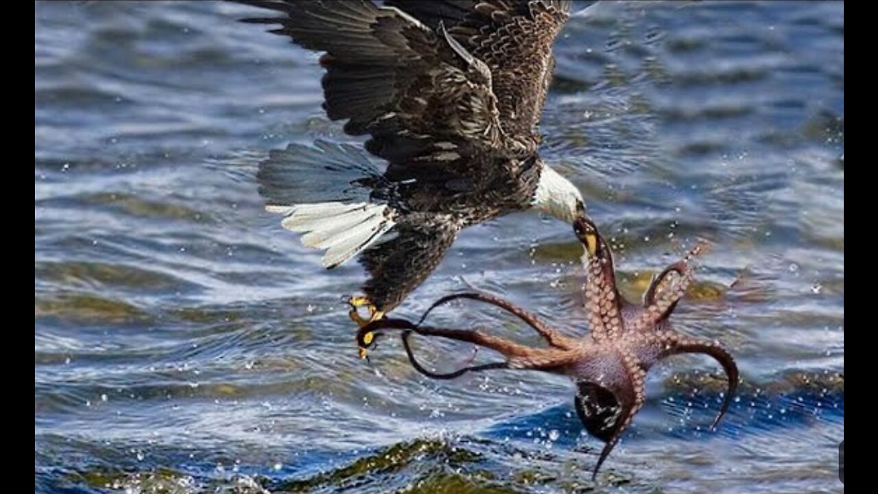 The Eagle 🦅hunting octopus in the ocean 🌊