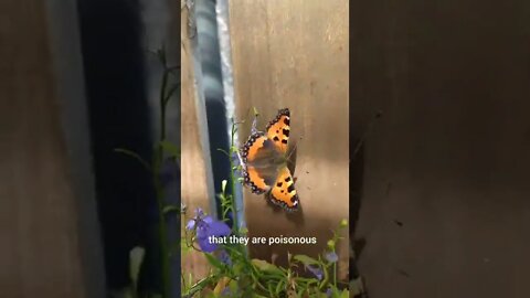 Small tortoiseshell butterfly, beautiful and lethal