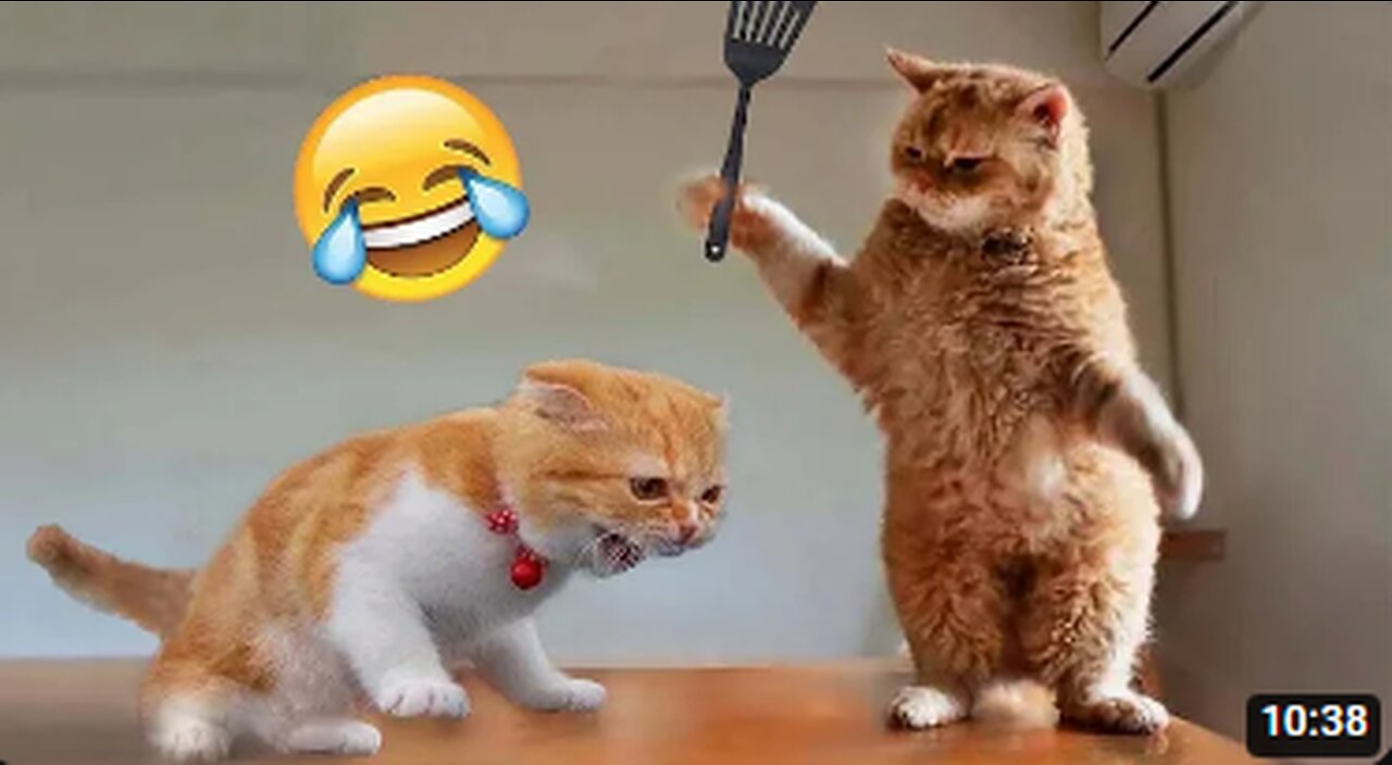 Funny Animal Videos 2023 π - Funniest Cats And Dogs Video πΊπ