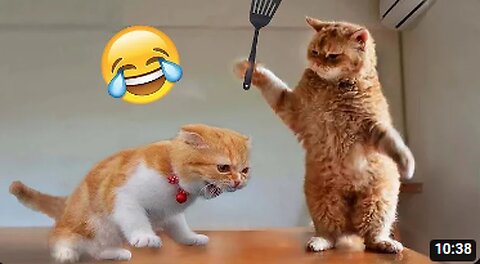 Funny Animal Videos 2023 😂 - Funniest Cats And Dogs Video 😺😍