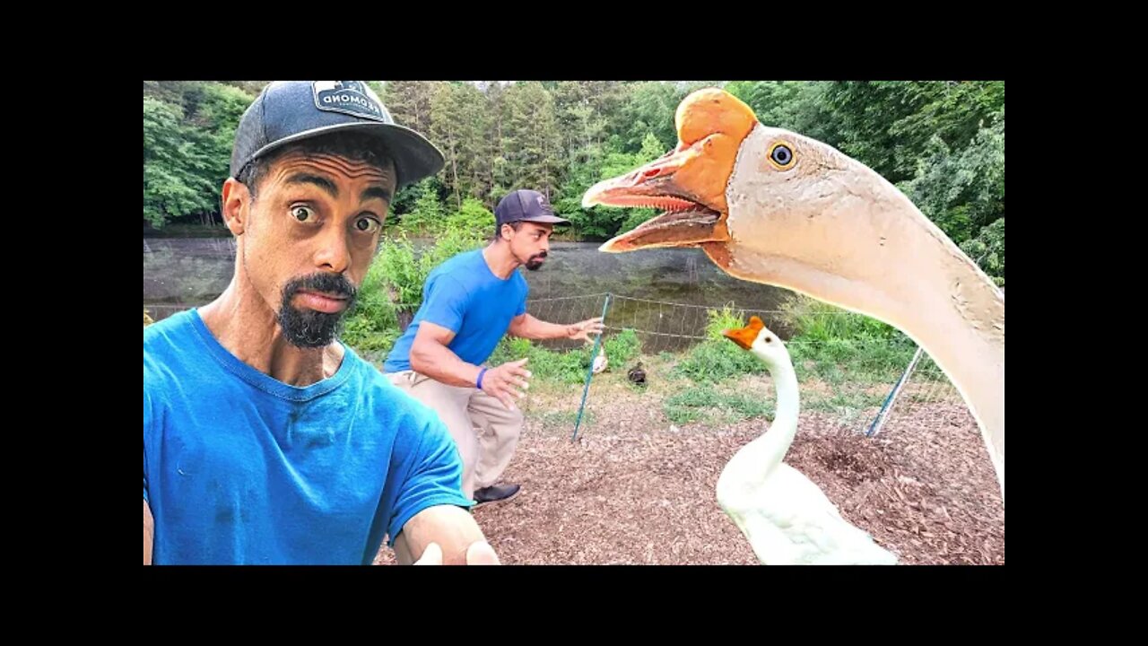 ANGRY GOOSE versus Man | Showdown on my homestead