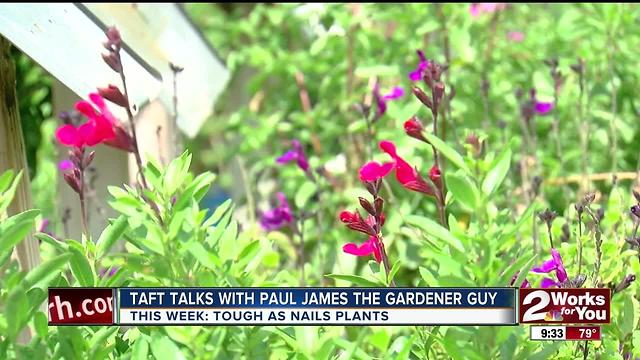 In The Garden with Paul James