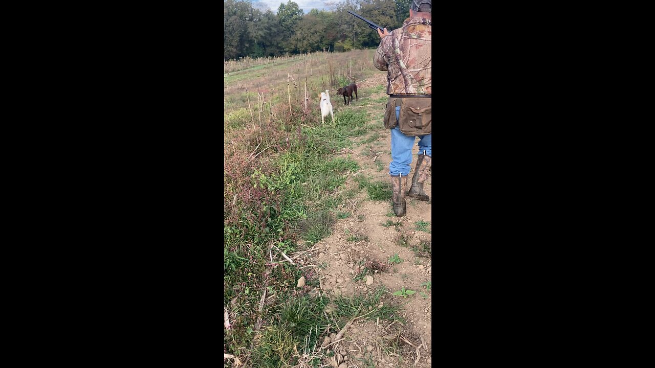 Working Dogs at the Bayou