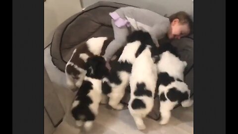 Vicious Kissing Puppies Attack! - HaloRock