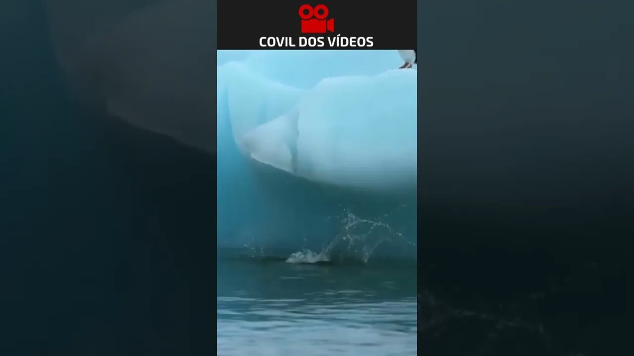 pinguim escorregando