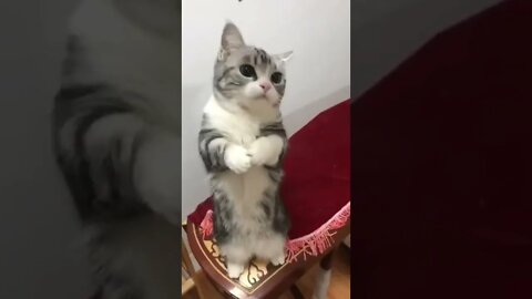 funny cat videos | cute cat videos| cute animals funny cats #shorts #shortsfunny #cutecat #funnycat