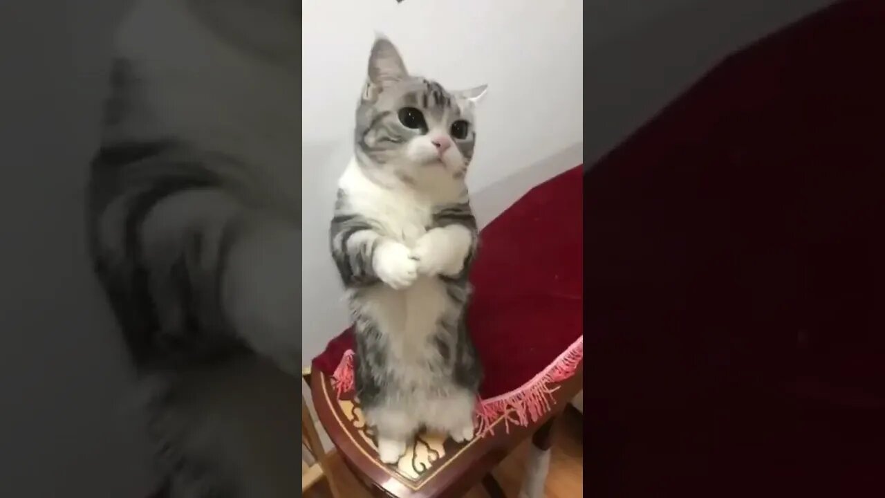 funny cat videos | cute cat videos| cute animals funny cats #shorts #shortsfunny #cutecat #funnycat