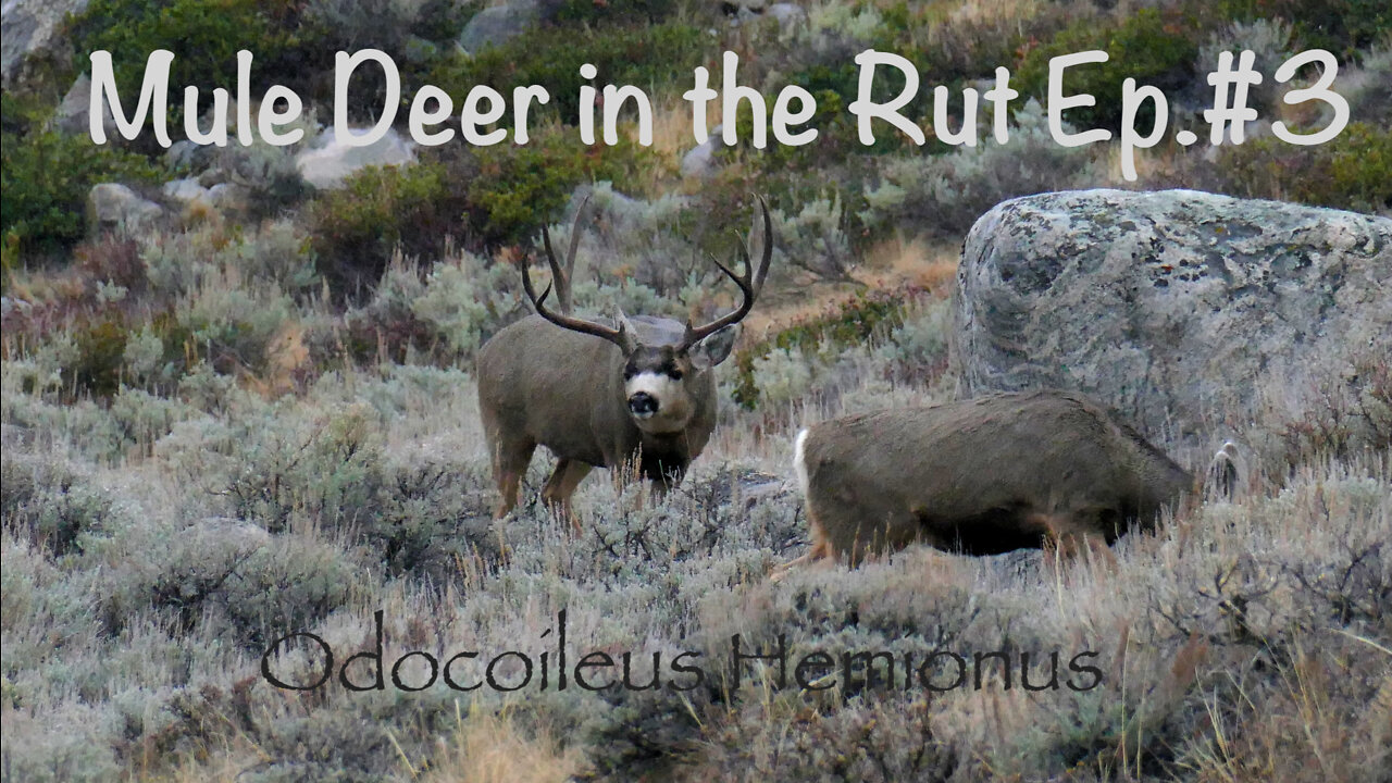 Mule Deer in the Rut (ep.#3)