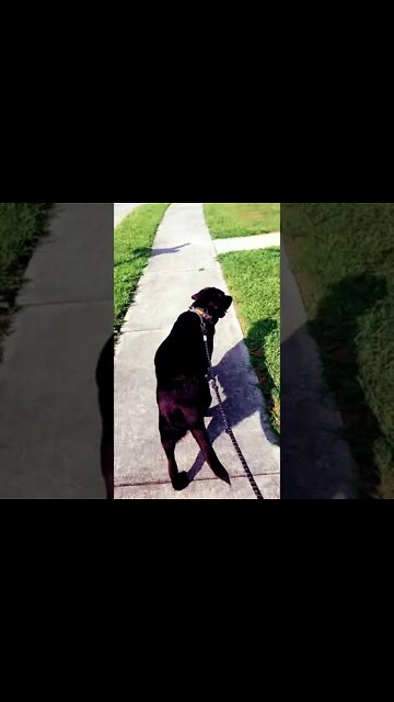 English Labrador has to have his morning walk. Puppy Life.