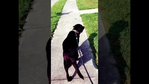 English Labrador has to have his morning walk. Puppy Life.