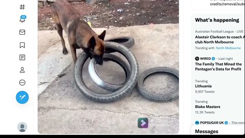 聰明的狗幫助他的人移動輪胎併計算出如何一次攜帶四個輪胎