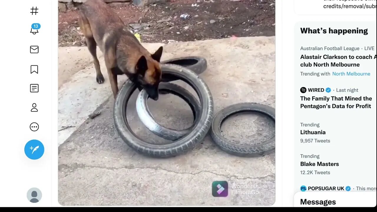 聰明的狗幫助他的人移動輪胎併計算出如何一次攜帶四個輪胎