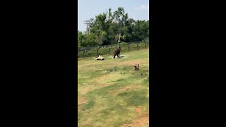 Elephants having a good lunch