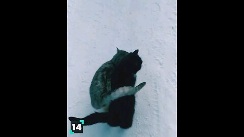 Cats love the snow! 🤣