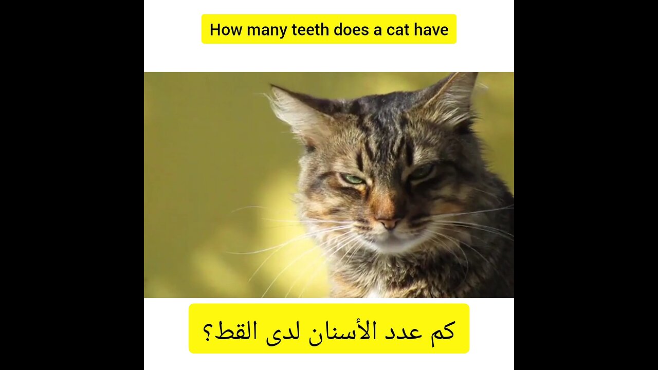 How many teeth does a cat have?كم عدد أسنان القط؟